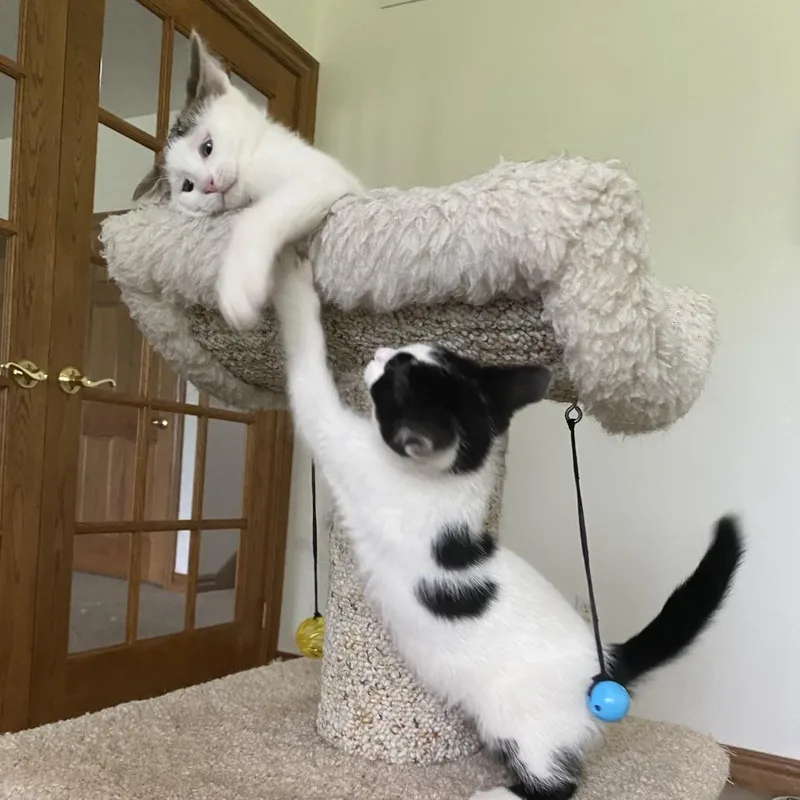 A baby small-sized female White Domestic Short Hair cat named Dory for adoption in Green Bay, WI