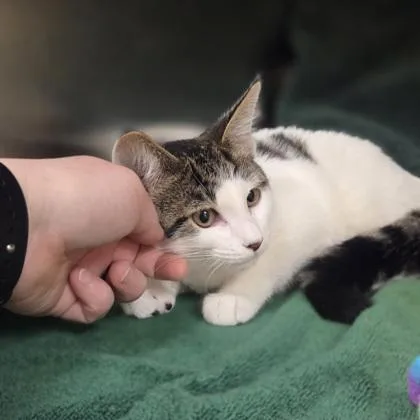 A young medium-sized female Domestic Short Hair cat named Madeleine for adoption in Westland, MI