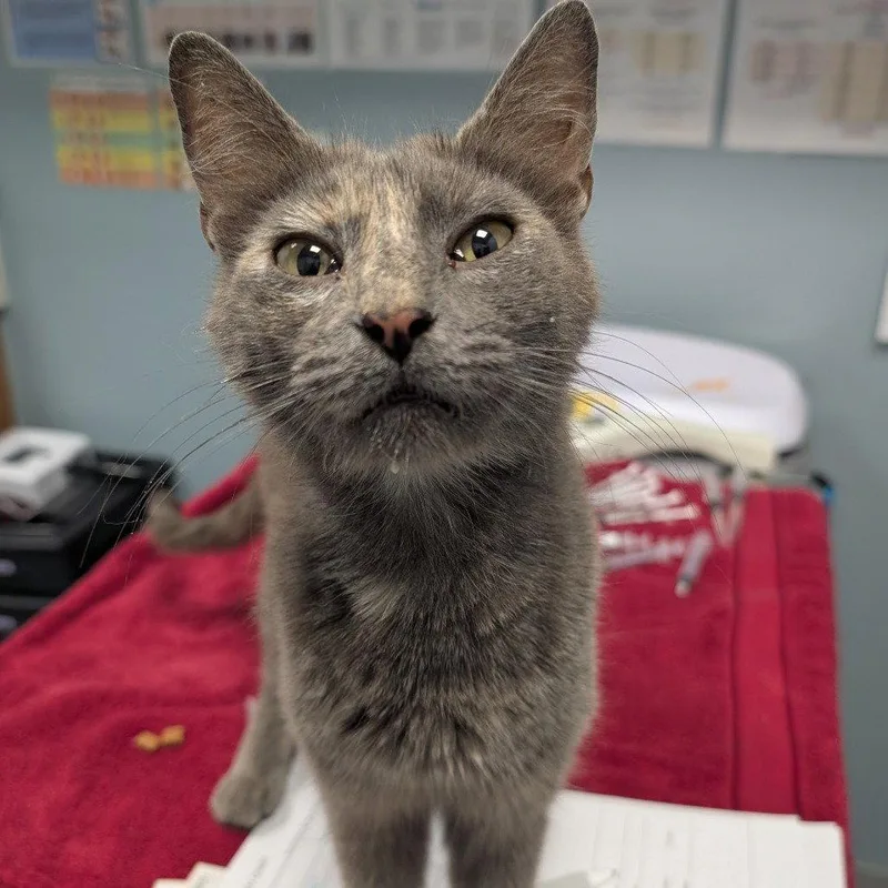 An adult medium-sized female Domestic Short Hair cat named Beach for adoption in New Castle, DE
