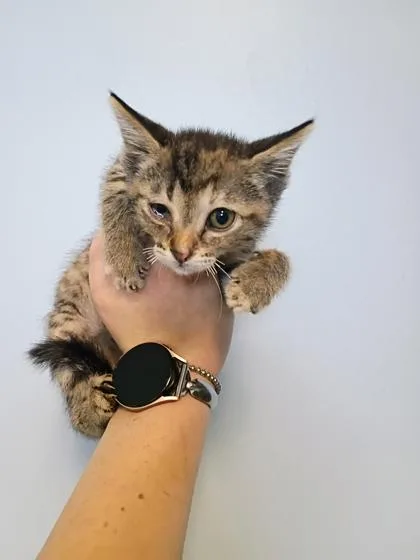 A young small-sized female Domestic Short Hair cat named Meowthra for adoption in Beatrice, NE