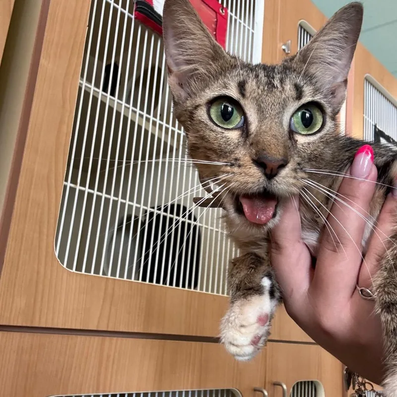 An adult medium-sized female Brown / Chocolate American Shorthair cat named Muffin for adoption in Lake Jackson, TX
