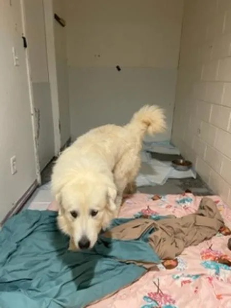 A young extra large-sized male Great Pyrenees dog named Falkor for adoption in Morristown, TN