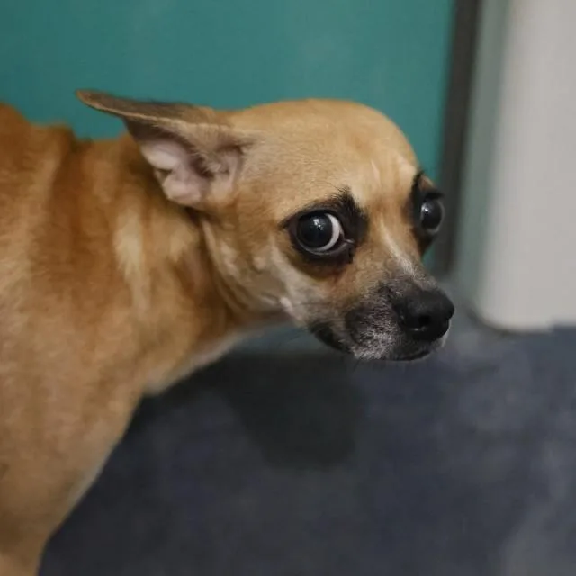 An adult medium-sized female Chihuahua dog named Sally for adoption in San Antonio, TX