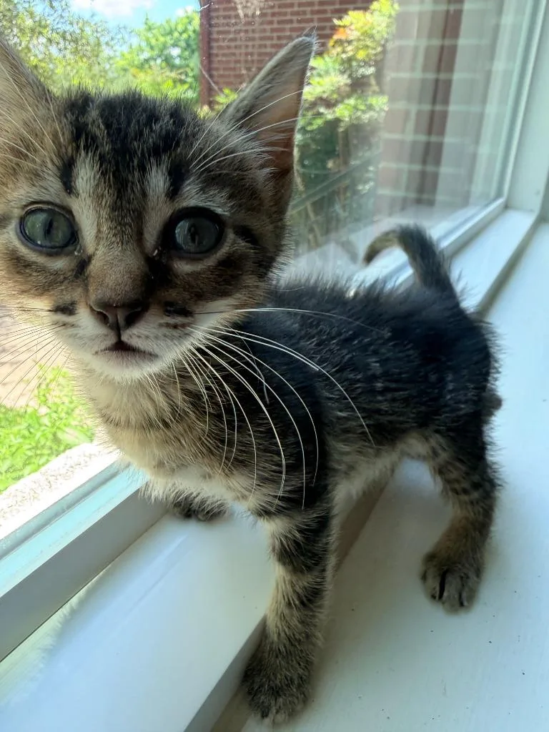 A baby small-sized female Tabby cat named Trixie for adoption in San Antonio, TX