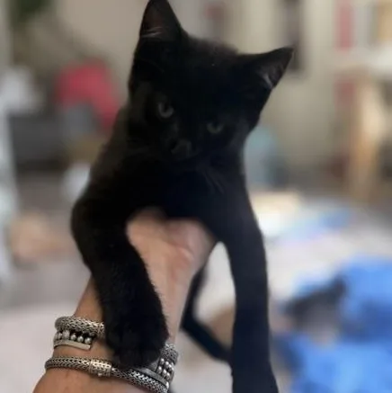 A baby medium-sized male Black Domestic Short Hair cat named Skagway for adoption in Richmond, VA