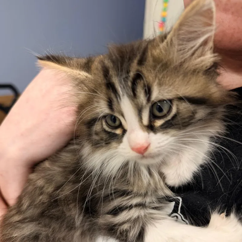 A baby small-sized female Buff / Tan / Fawn Maine Coon cat named Caitlyn Clark for adoption in Mount Vernon, IL
