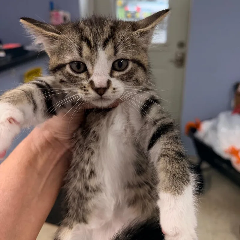 Caitlyn Clark thumbnail 3