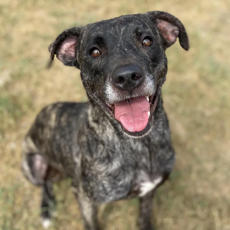 An adult medium-sized female Terrier dog named Demeter for adoption in Lowell, AR