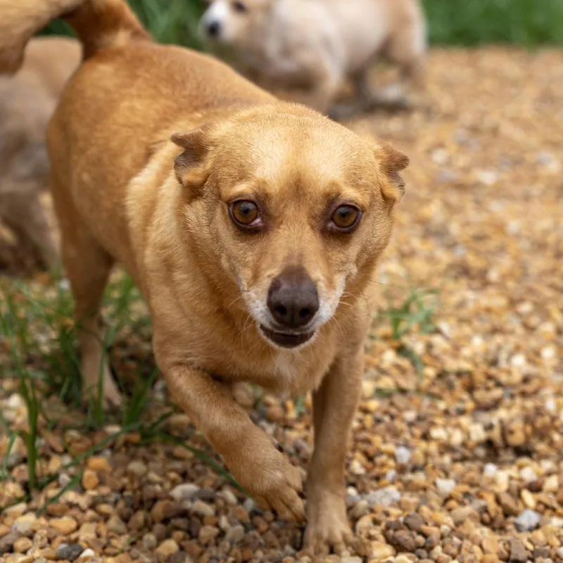 An adult small-sized male Brown / Chocolate Chihuahua dog named Cannoli for adoption in Elizabeth City, NC