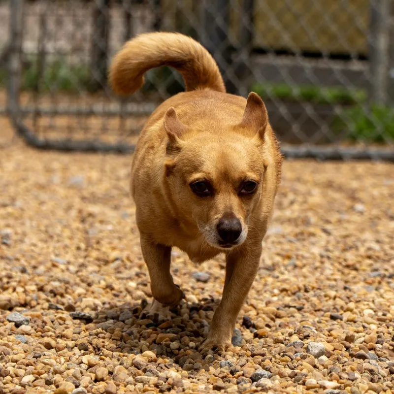 Cannoli thumbnail 2