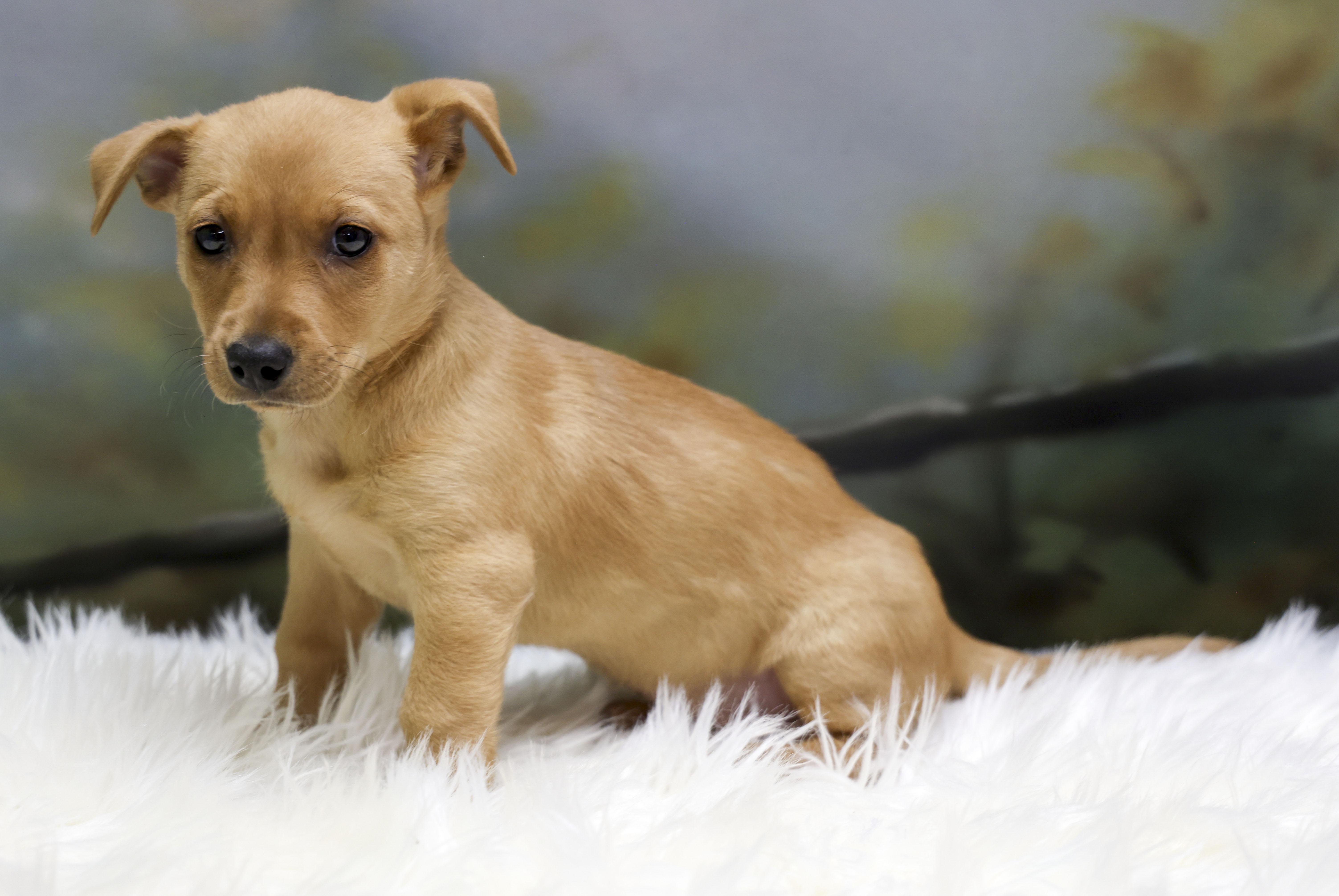 Rosey's Puppy Darcy
