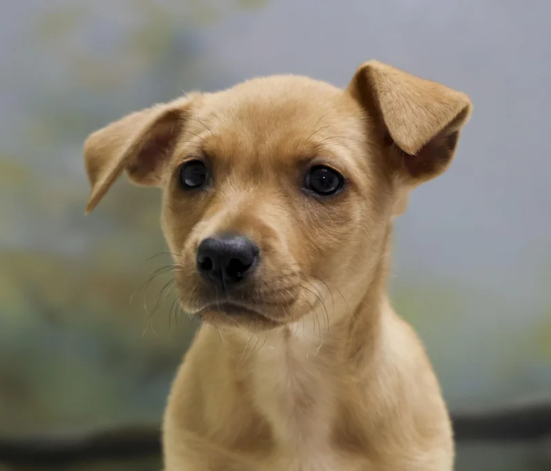 Rosey's Puppy Darcy thumbnail 2