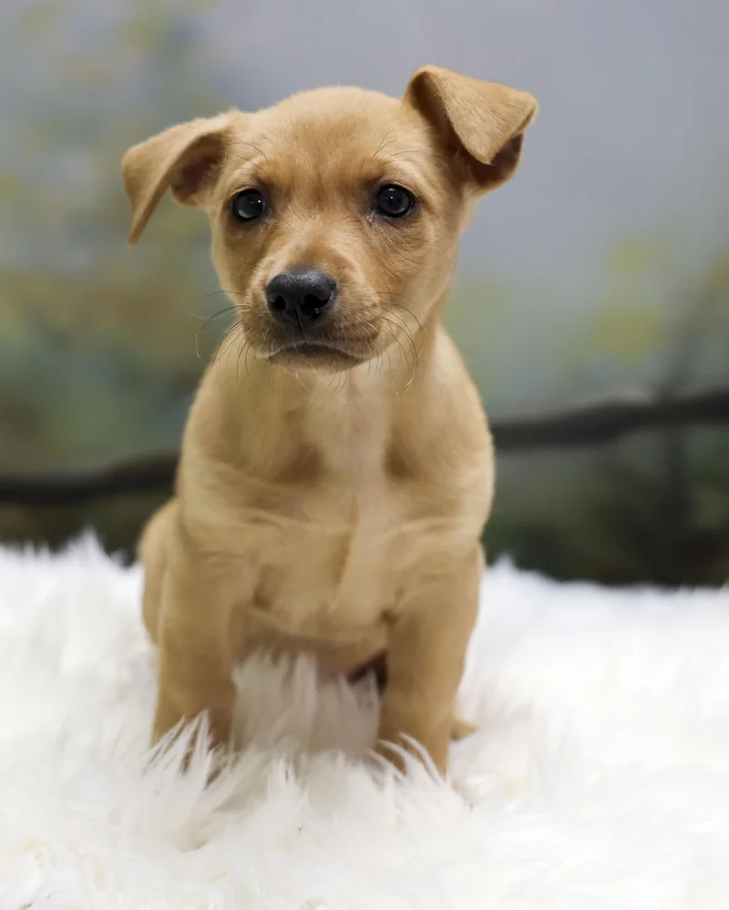 Rosey's Puppy Darcy thumbnail 3