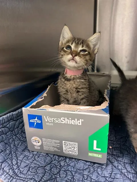 A baby medium-sized female Domestic Short Hair cat named May for adoption in Dallas, TX
