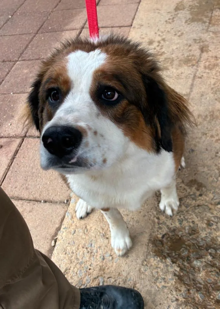A young medium-sized female Australian Shepherd dog named Sky for adoption in Clarksville, TN