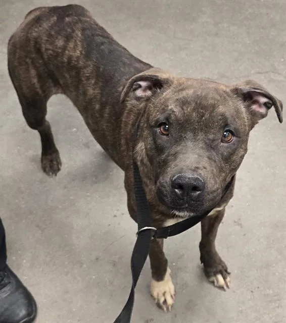 An adult large-sized female Boxer dog named Roxi for adoption in Tucson, AZ