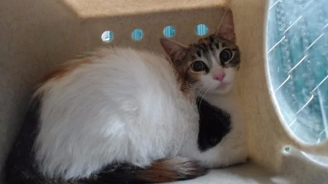 A young medium-sized female Domestic Short Hair cat named Coco for adoption in Downey, CA