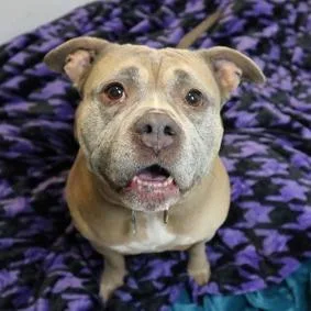 A senior medium-sized female Yellow / Tan / Blond / Fawn Mixed Breed dog named Priscilla for adoption in Newark, NJ