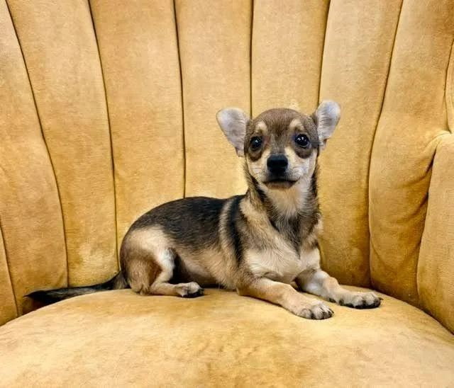 A baby medium-sized female Chihuahua dog named Ali for adoption in Madison, GA