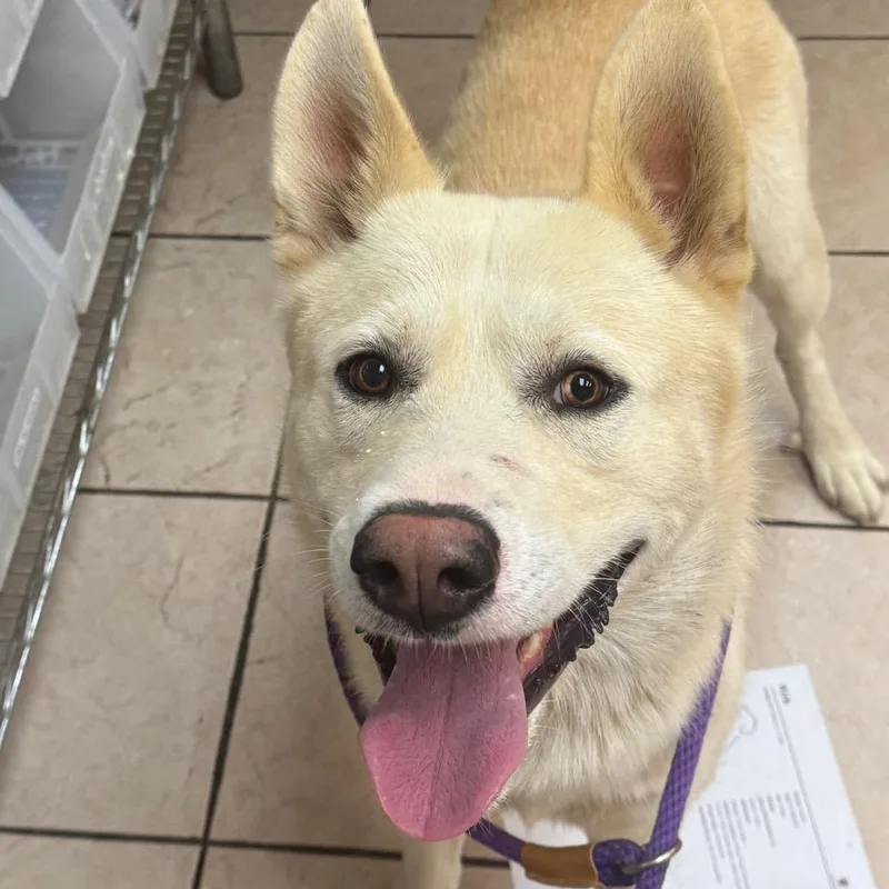 A baby large-sized male White / Cream Husky dog named Kirk for adoption in Birmingham, AL