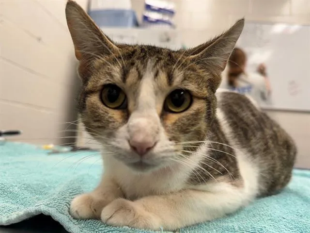 A young small-sized female Domestic Short Hair cat named Wildlife for adoption in Peoria, IL