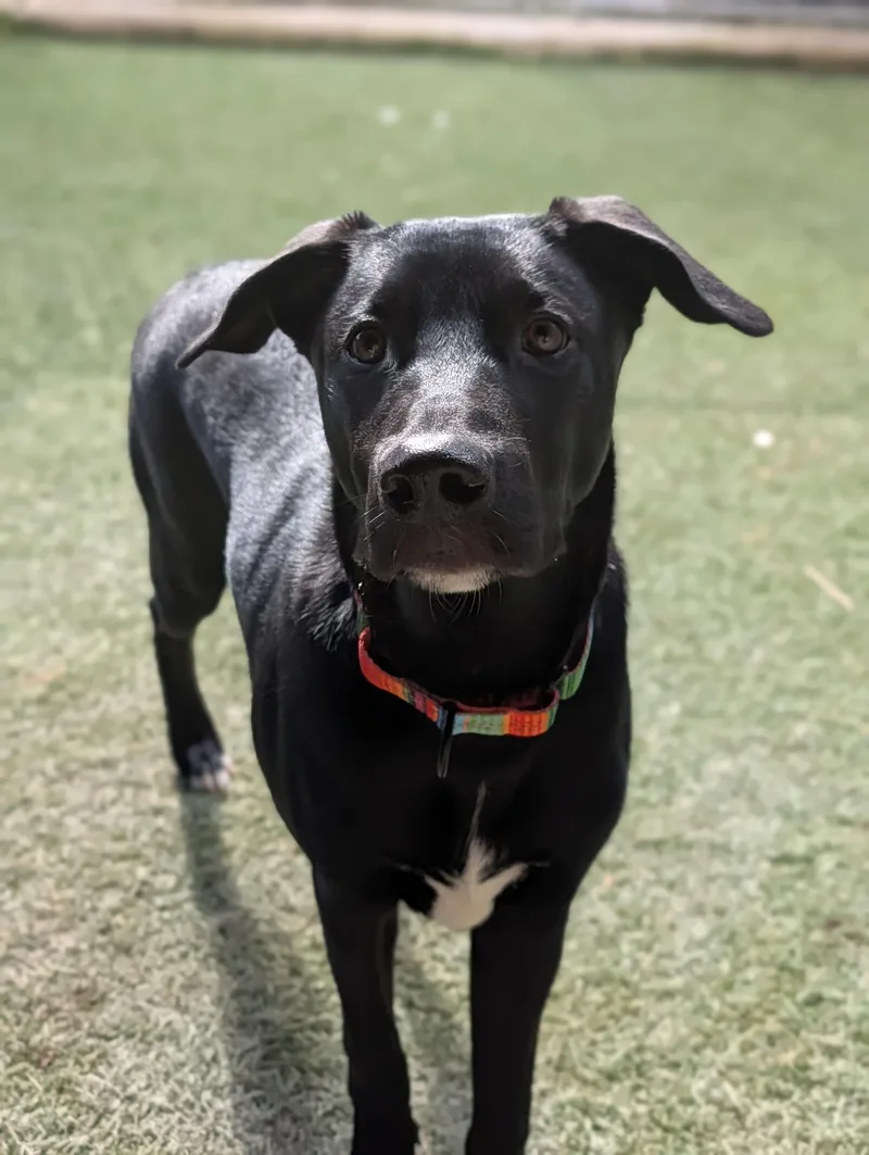 A young medium-sized male Black Labrador Retriever dog named Moses for adoption in Sudbury, MA
