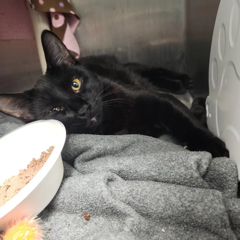 A young medium-sized male Black Domestic Short Hair cat named Blobby for adoption in Fort Wayne, IN