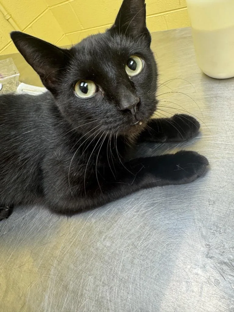 A young small-sized male Domestic Short Hair cat named Natter for adoption in Crossville, TN