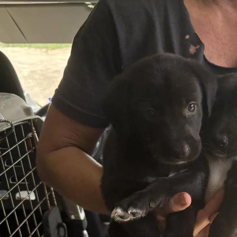 A baby medium-sized male Black Mixed Breed dog named Purple Guy for adoption in Austin, TX