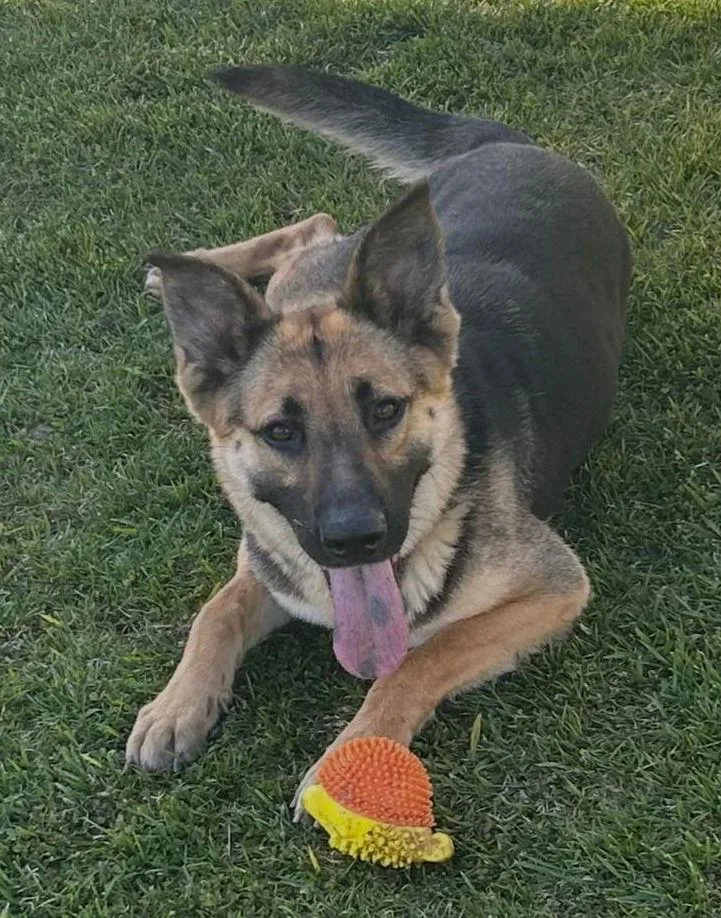 An adult large-sized female German Shepherd Dog dog named Jade for adoption in Modesto, CA