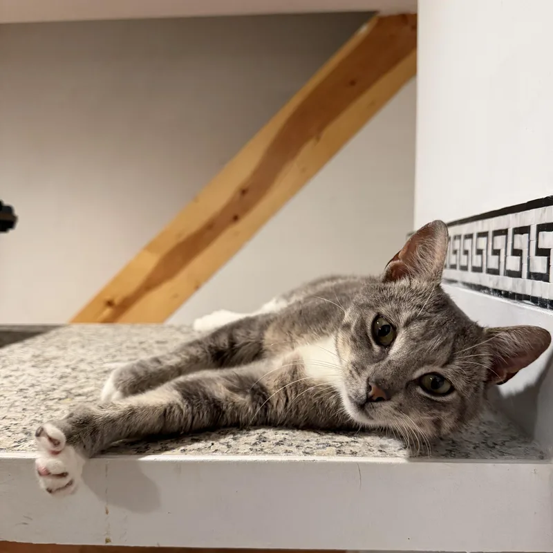 A young medium-sized male Tabby (Gray / Blue / Silver) Domestic Short Hair cat named Cyrus for adoption in Newark, NJ