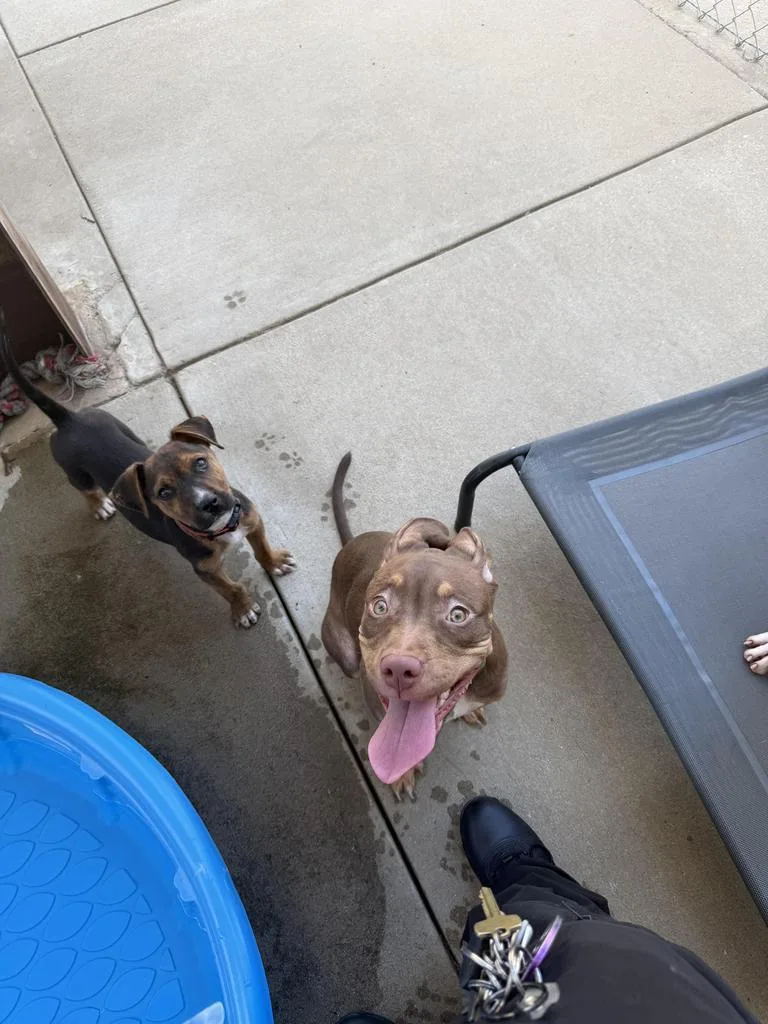 A baby medium-sized female Pit Bull Terrier dog named Apple for adoption in Maumelle, AR