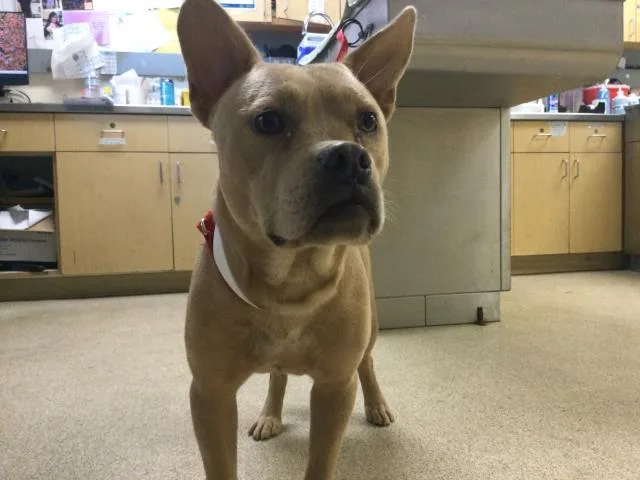 A young medium-sized female Pit Bull Terrier dog named Jezzabelle for adoption in Riverside, CA