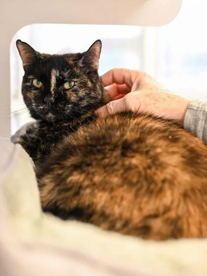 Trouble + thumbnail 2