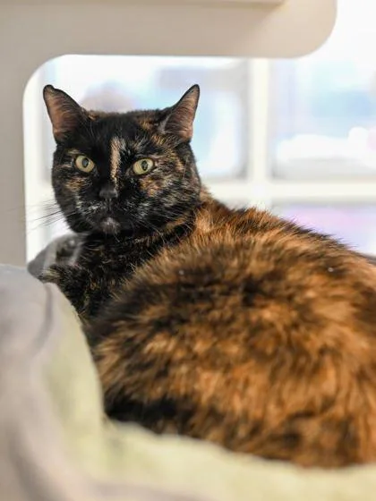 Trouble + thumbnail 3