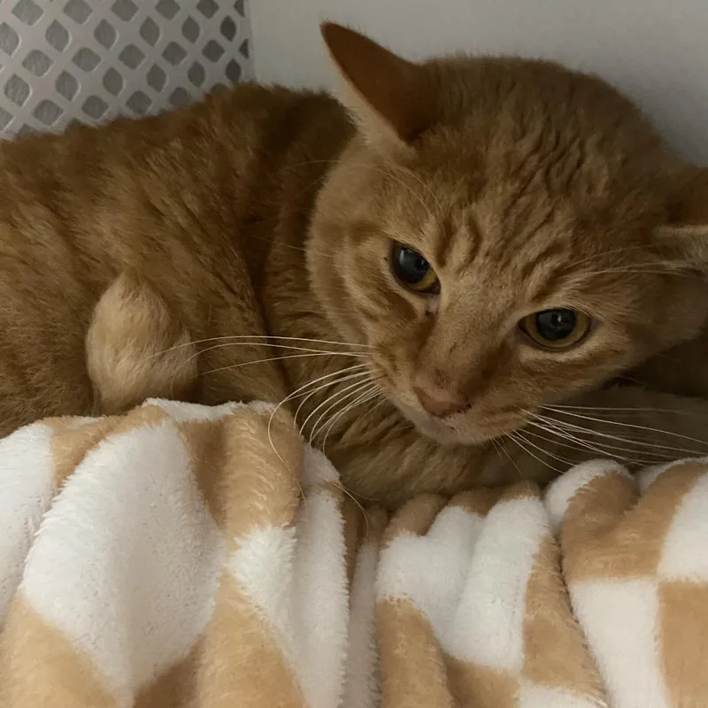 An adult large-sized male Domestic Short Hair cat named Macarena for adoption in Binghamton, NY