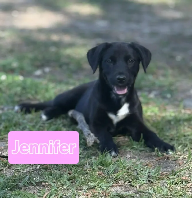A baby medium-sized female Black Black Labrador Retriever dog named Jennifer for adoption in Bethpage, NY