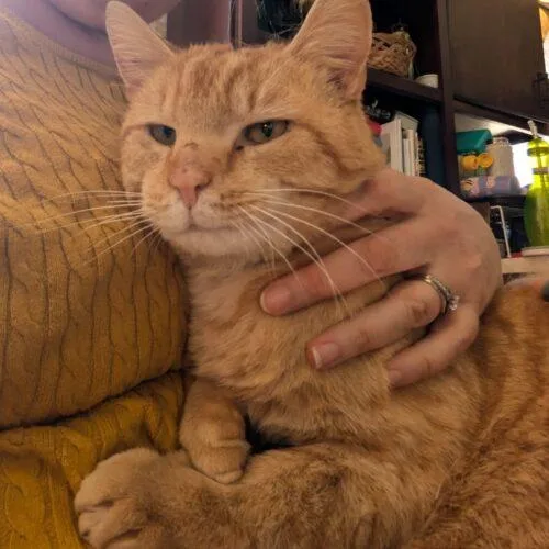 A young large-sized male Tabby (Orange / Red) Domestic Short Hair cat named Jupiter for adoption in Seven Valleys, PA