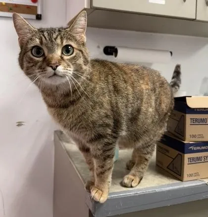 An adult medium-sized female Domestic Short Hair cat named Belle for adoption in West Chester, PA