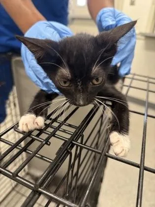 Tuxie