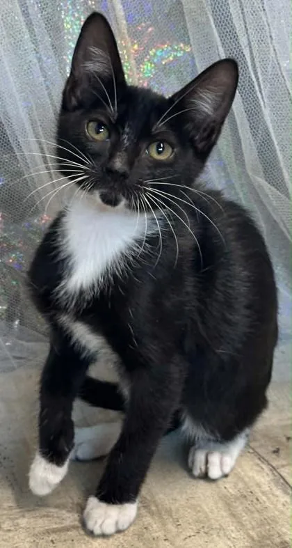 Tuxie thumbnail 2