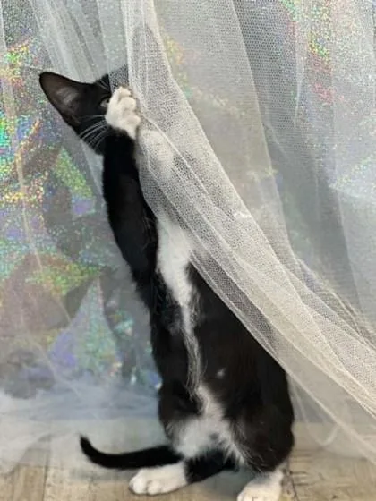 Tuxie thumbnail 3
