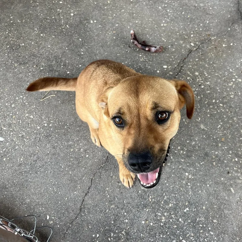 Roscoe