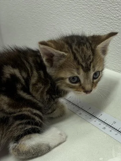 A baby small-sized female Domestic Short Hair cat named Club for adoption in West Chester, PA