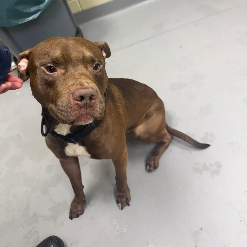 A young medium-sized male Brown / Chocolate Mixed Breed dog named StrayCourtlandAvenue for adoption in Columbus, GA