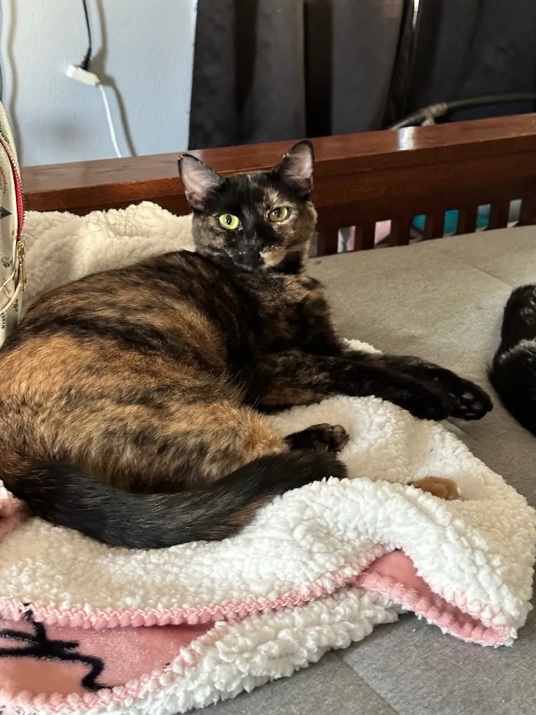 Cassiopeia thumbnail 2