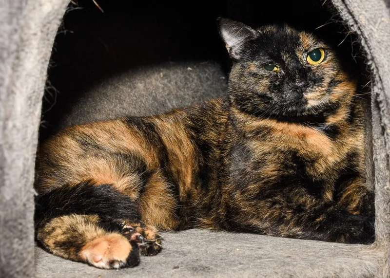 Cassiopeia thumbnail 3