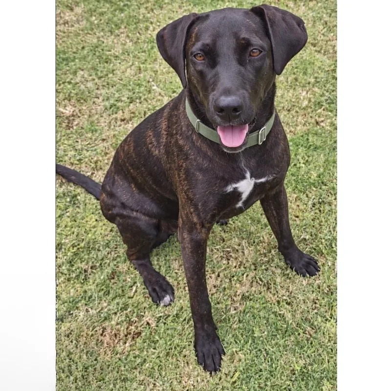 A young large-sized female Black Labrador Retriever dog named Sabrina for adoption in Phoenix, AZ