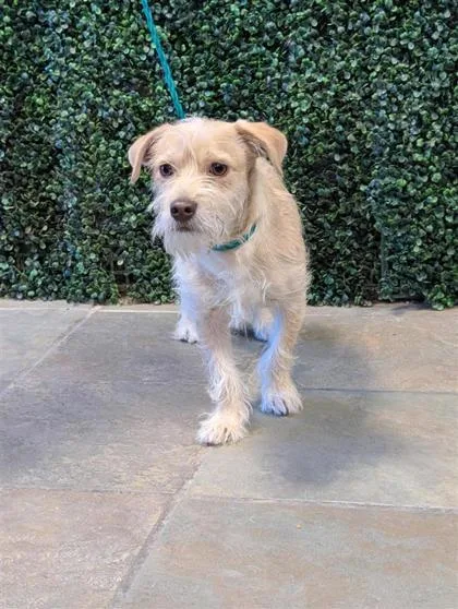 A young small-sized male Yellow / Tan / Blond / Fawn Mixed Breed dog named 61102407 for adoption in El Paso, TX