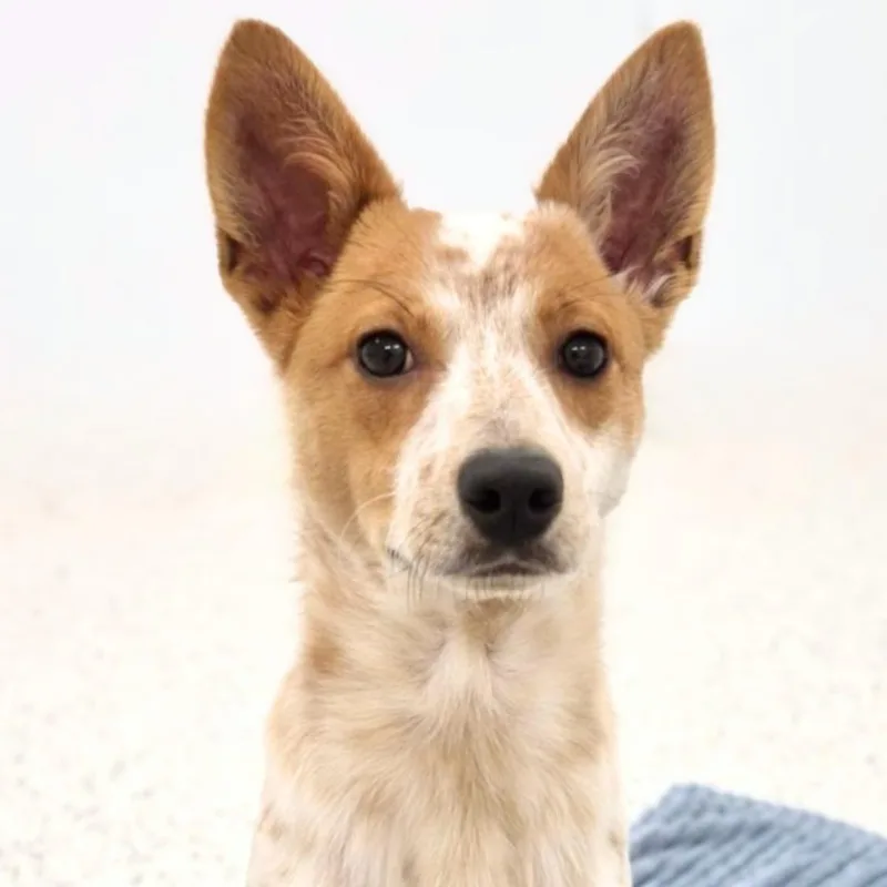 A baby medium-sized male Merle (Red) Cattle Dog dog named Gobi for adoption in Scottsdale, AZ